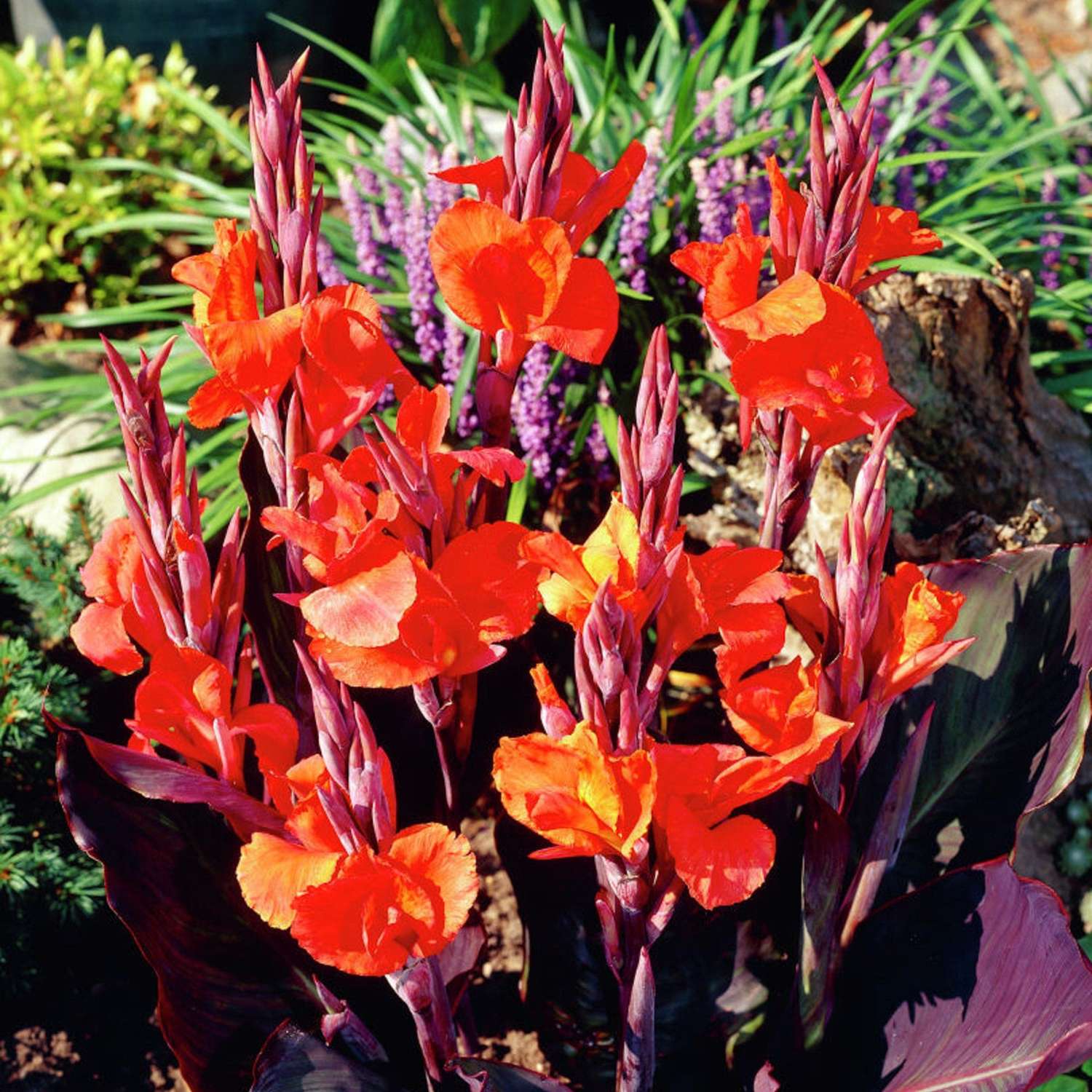 Kanna 'Red King Humbert'